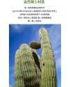 VOZ DE CACTUS / Terre 南美雨棍 仙人掌雨聲棒 Rainstick (長150CM)