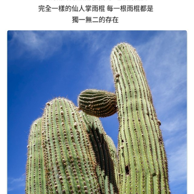 VOZ DE CACTUS / Terre 南美雨棍 仙人掌雨聲棒 Rainstick (長25CM)