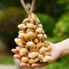 大串果殼手鈴 夾竹桃 果殼 手搖鈴 Chacha 大串堅果手鈴
