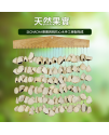 印尼 鴨毽藤 排鈴音束 大串果殼鈴 果殼搖鈴 堅果 果殼排鈴