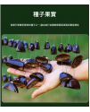 印尼 鴨毽藤 排鈴音束 大串果殼鈴 果殼搖鈴 堅果 果殼排鈴