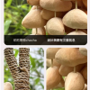 大串果殼手鈴 夾竹桃 果殼 手搖鈴 Chacha 大串堅果手鈴