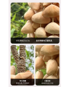 小串果殼手鈴 夾竹桃 果殼 手搖鈴 Chacha 小串堅果手鈴